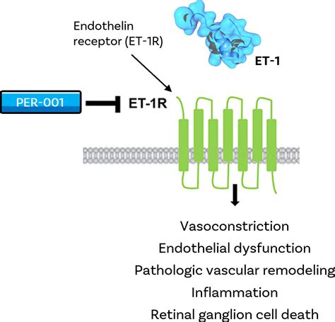 endothelin|endothelin wikipedia.